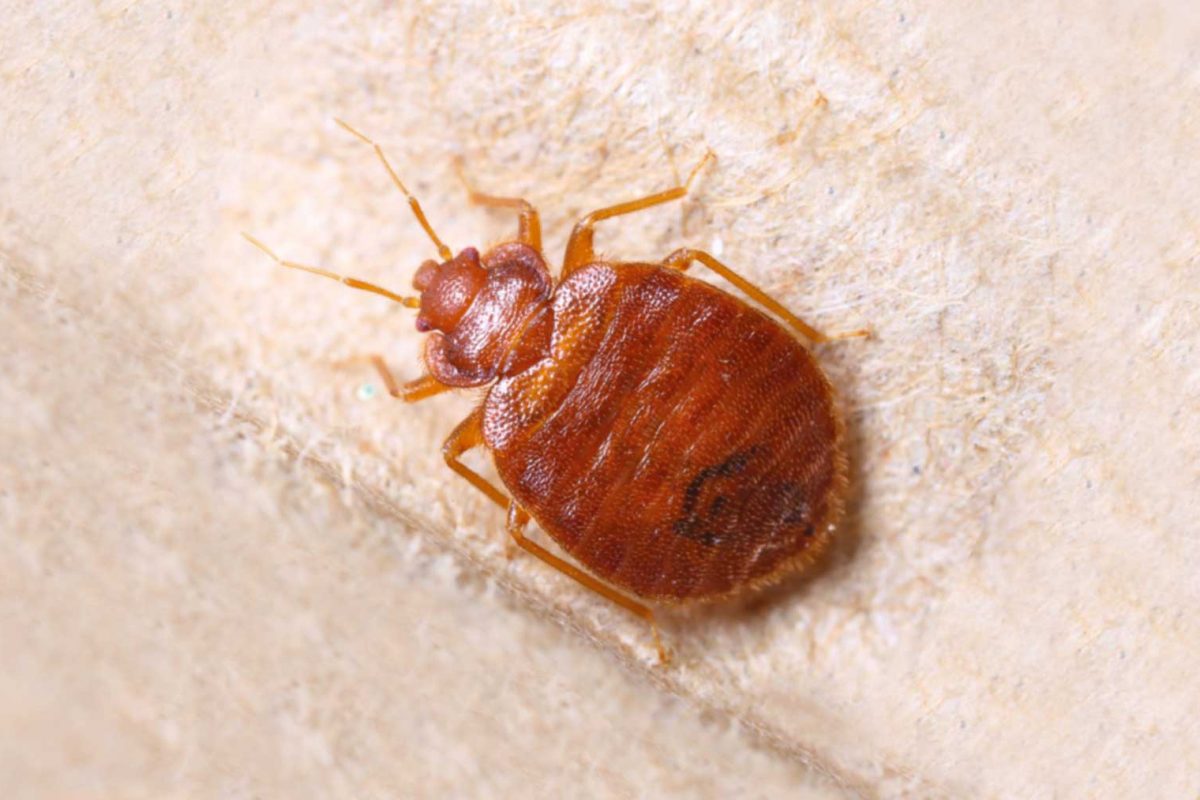 thermo-bug-bettwanzen-erkennen